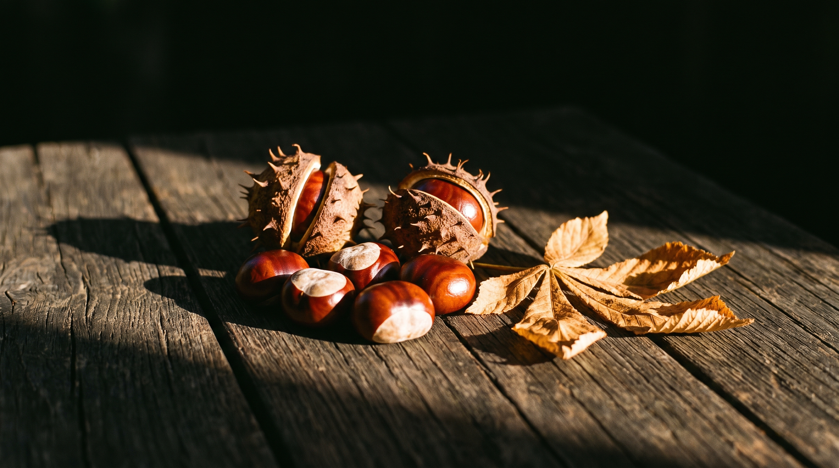 Marrons d'Inde et feuille de marronnier